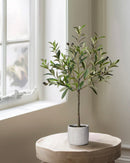 Polly Potted Olive Tree