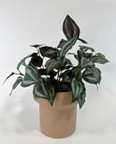 Tuber Plant Pot