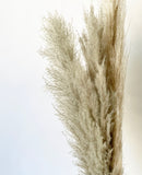Natural Brown Pampas Grasses