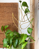 Eden Plant Sticks