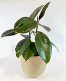 Pey Pey Plant Pots