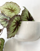 Trailing Begonia