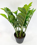Faux Potted ZZ Plant