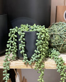 Faux String of Pearls Pick