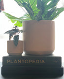 Kendall Pink Pot Collection