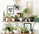 Figleaf Art Print