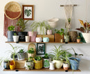 Potted 6" Plant Pots