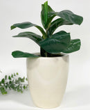 Faux Fiddle Leaf Fig