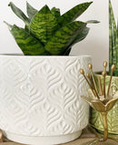 Peacock Plant Pots