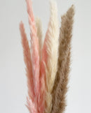 Natural Brown Pampas Grasses