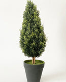 Mini Topiary Trees