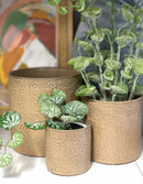 Apricot Plant Pots