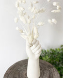 Phalaris Stems