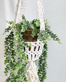 Paulie Plant Pot