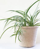 Paper Wrapped Pots