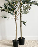 Ollie Olive Trees