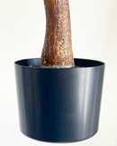 Potted  5' Eucalyptus Tree