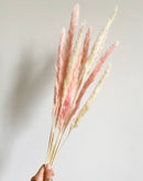Natural Pink Pampas Grasses