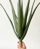 Aloe Spray