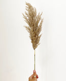 Natural Brown Pampas Grasses