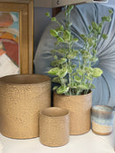 Apricot Plant Pots