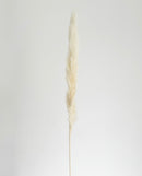 Natural Cream Pampas Grasses