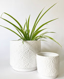 Peacock Plant Pots