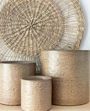 Apricot Plant Pots