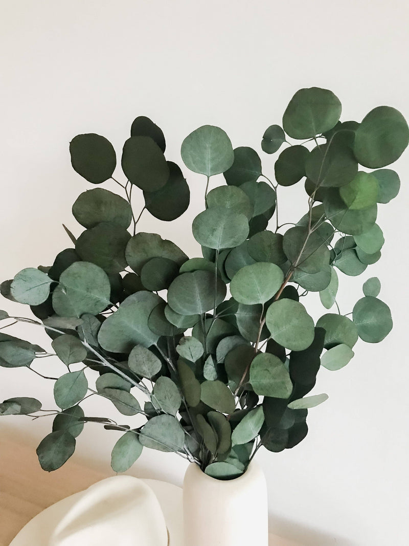 Green Silver Dollar Eucalyptus