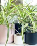 Kendall White Pot Collection