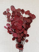 Burgundy Silver Dollar Eucalyptus