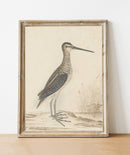Sea Life Vintage Art Print