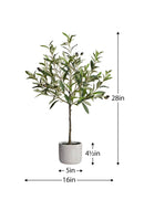 Polly Potted Olive Tree