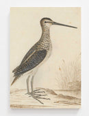 Sea Life Vintage Art Print
