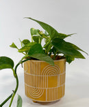 Totoro Plant Pot -Dijon