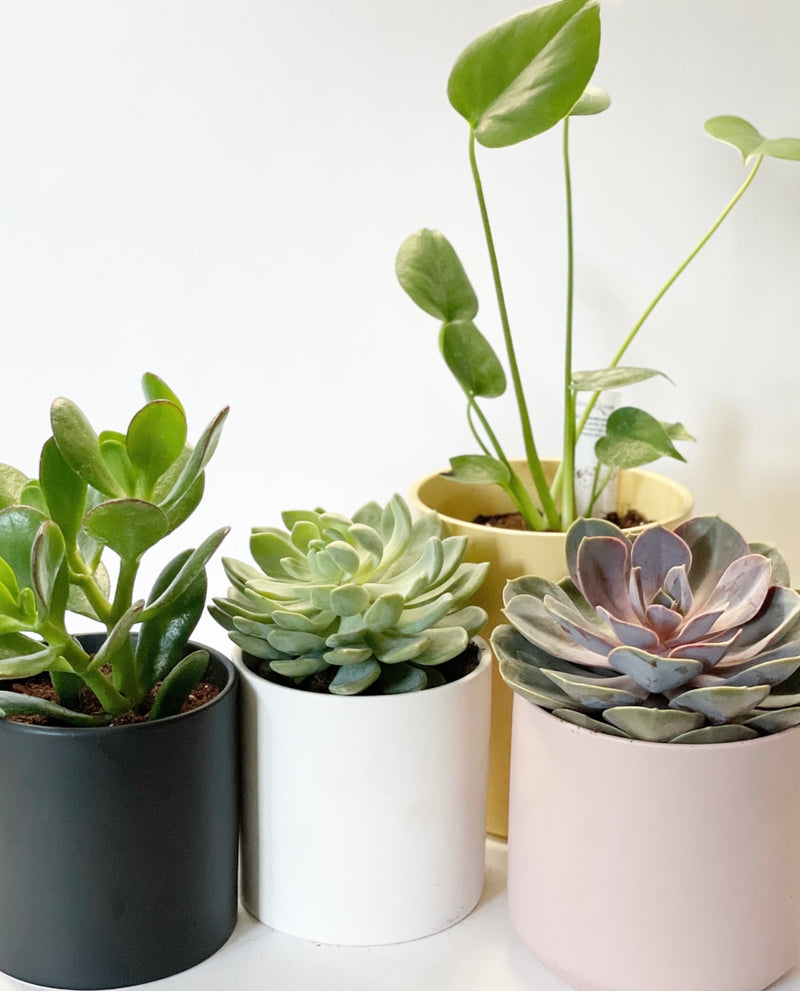 Cercle Plant Pot Collection