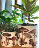 Molly Mushroom Pots