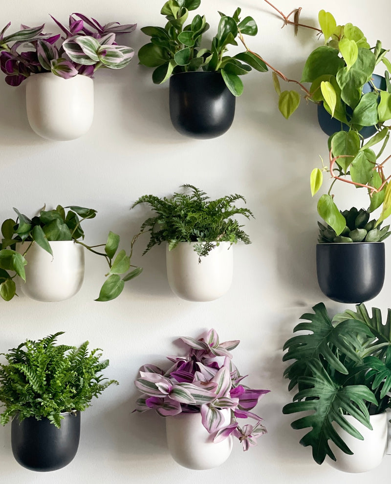 Dome Wall Planters