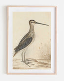 Sea Life Vintage Art Print