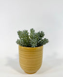 Sonja Plant Pots