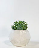 Edgy Mini Cement Collection