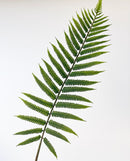 Fern Leaf Stems