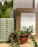 Faux String of Pearls Pick