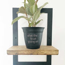 Potted 6" Plant Pots