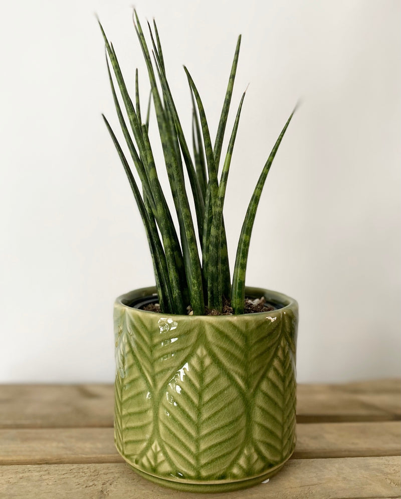 Green Leaf Plant Pot