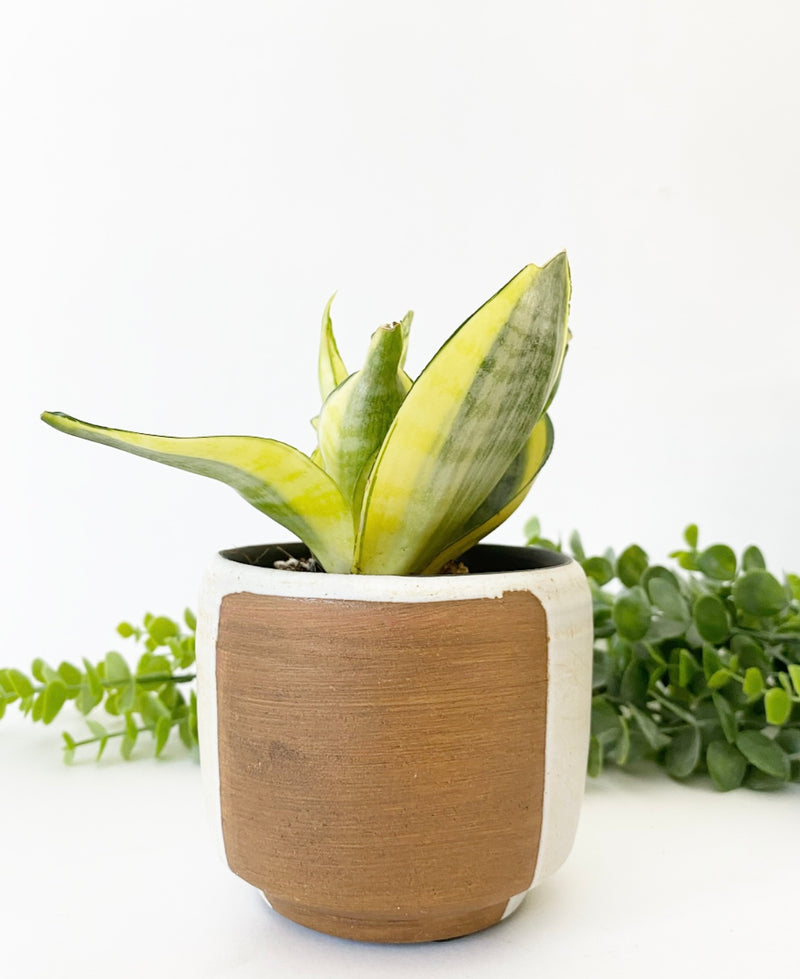 Sonora Pot