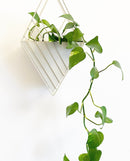 Tulane Wall Planter -Cream