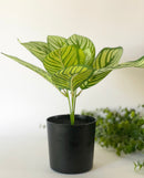 Faux Dieffenbachia Plant