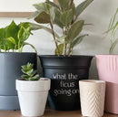 Potted 6" Plant Pots