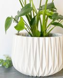 Adelaide Plant Pot